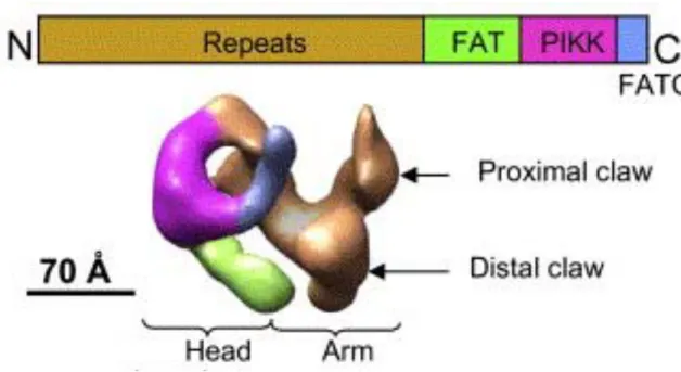 Figure 12 . Structure de la DNA-PKcs. D’après Spagnolo et al, Mol Cell, 2006