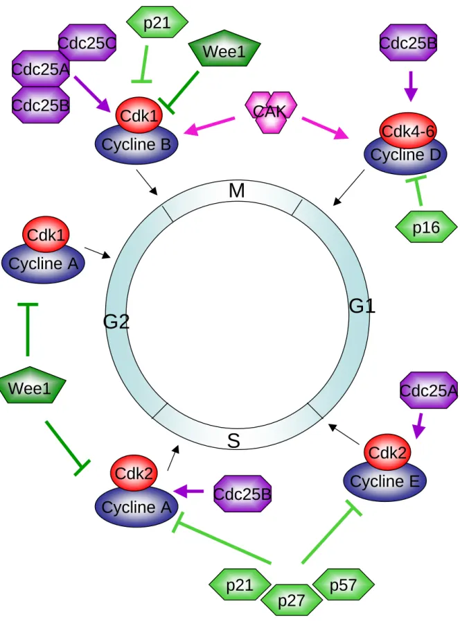 Figure  19.  Régulation  du  cycle  cellulaire.  Les  différentes  phases  du  cycle