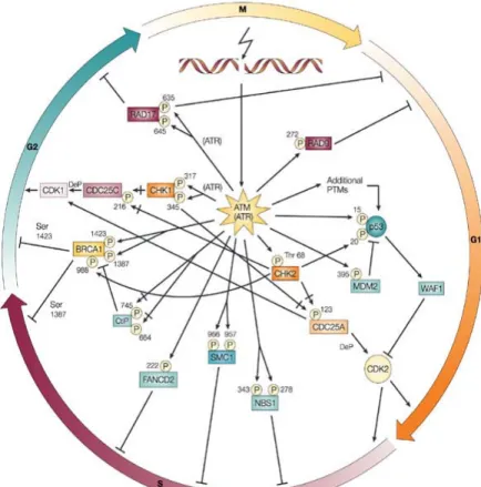 Figure 20. Rôle d’ATM dans le cycle cellulaire. Dans  la  plupart  des  cas,  les