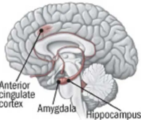 Figure 1. Structures anatomiques impliquées dans le TSPT 