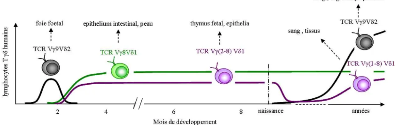 Figure 4 : Développement et localisation des lymphocytes T- γδ γδ γδ γδ    