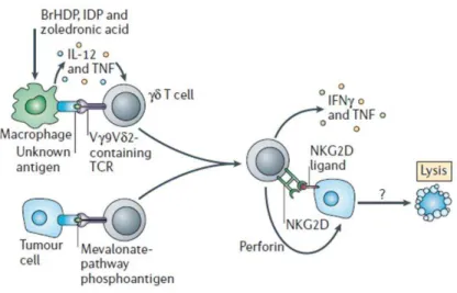 Figure 10 : Fonctions effectrices des lymphocytes T- γδ γδ γδ γδ