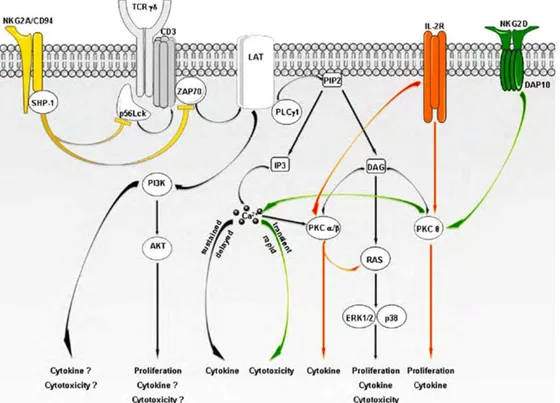 Figure 11 : Hypothèse de la signalisation du TCR γδ γδ γδ γδ