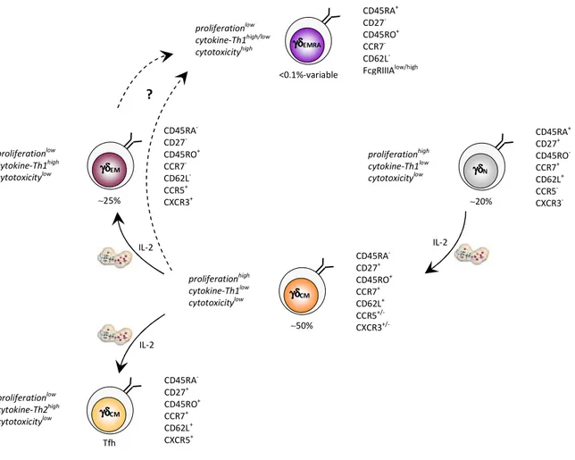 Figure 12 : Différenciation des lymphocytes T-V γγγγ 9V δδδδ 2     