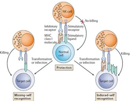 Figure 13 : Intégration des signaux inhibiteurs et activateurs par les cellules NK  