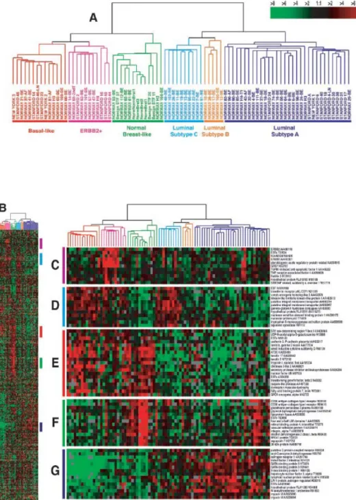 Figure 1 : Classification moléculaire des cancers du sein [3]
