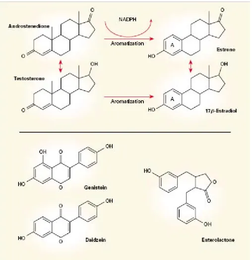 Figure 3 : Structure et production des œstrogènes endogènes et structure des  phyto œstrogènes [30].