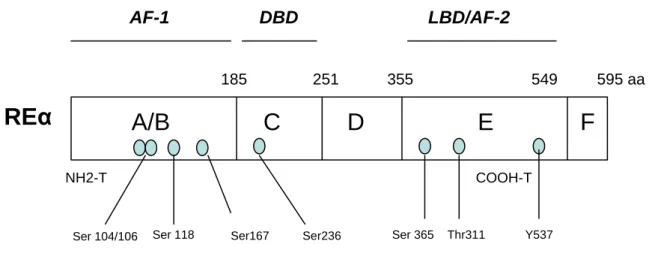 Figure 6 : Sites de phosphorylation du REα 