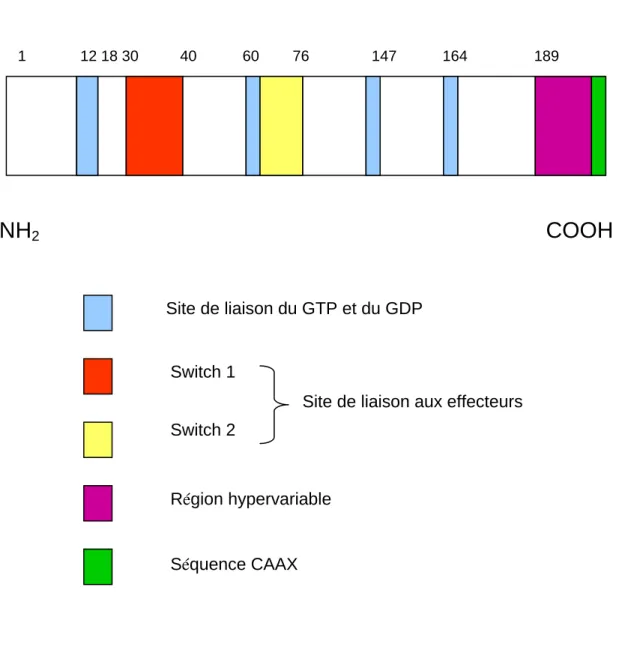 Figure 8 : Schéma représentant la structure générale des petites GTPases 