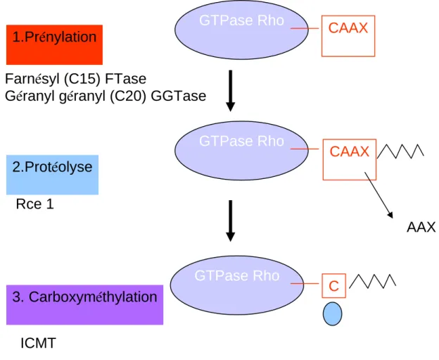 Figure 9 : Modifications post-traductionnelles des protéines Rho au niveau COOH  terminal