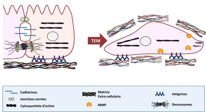 Figure  3 :  Les  différents  éléments  de  la  Transition  Epithélio-Mésenchymateuse  (TEM)  (D’après  Shimtz et al., 2000) 