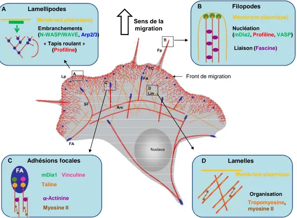 Figure  4 :  Illustration  schématique  de  l’organisation  du  cytosquelette  d’actine  lors  de  la  migration  cellulaire (D’après le Clainche et al., 2008) 