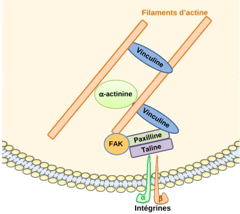 Figure 8 : Formation des points focaux d’adhérence (D’après Mitra et al., 2005) 