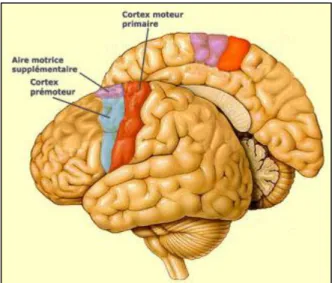 Figure 1 : Régions anatomiques du cerveau correspondant à M1 (aire rouge), à l'AMS (aire  violette) et au cortex prémoteur latéral (aire bleue) (empruntée à lecerveau.mcgill.ca) 