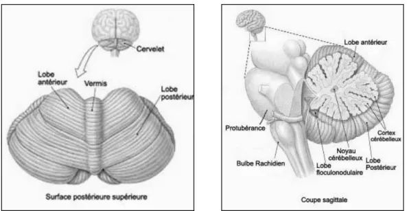Figure 3 : Représentation du cervelet en vue postérieure (gauche) et sagittale (droite)