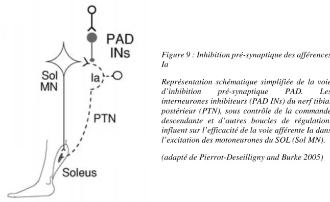 Figure 9 : Inhibition pré-synaptique des afférences  Ia 