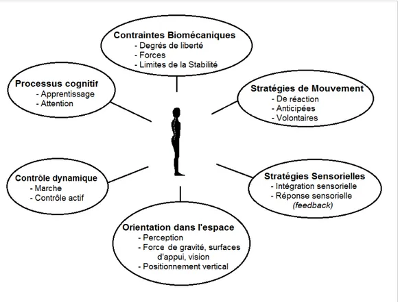 Figure  1:   Facteurs   impliqués   dans   le   contrôle   postural.   La   posture   serait   influencée   par l'ensemble de processus intégrés dans le SNC, en assurant l'équilibre et la stabilité générale du corps (Adapté de (Horak, 2006).