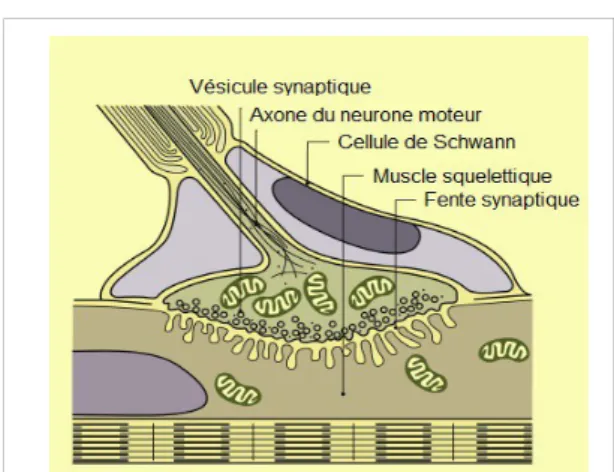 Figure  6:   Coupe  sagittale  de   la   jonction neuromusculaire : contact du neurone moteur alpha avec le muscle squelettique