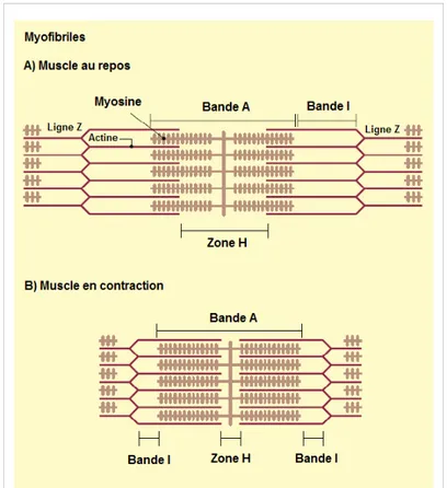 Figure 7: Comportement des myofibrilles lors de la contraction musculaire. Au repos  (A), les structures sont maintenues en place