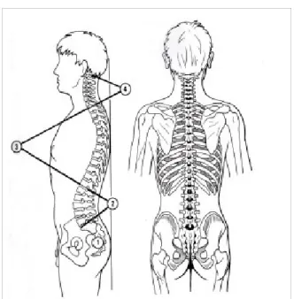Figure 9: Les courbures de la colonne vertébrale: (1) courbature sacrale, (2) lordose lombaire, (3) cyphose dorsale et (4) lordose cervicale
