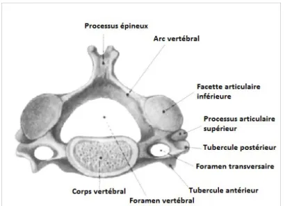 Figure 10: Vertèbre cervicale typique. Adapté de Jamil (2004).