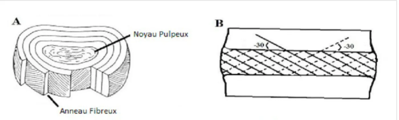 Figure  15:   Disque   vertébral:  (A)  Composition   du   disque   vertébral.  (B)  Orientation   des   fibres   de   l'anneau fibreux.Adapté de (Panjabi et White, 1980).