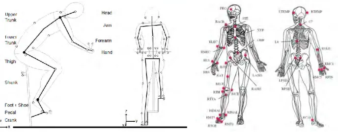 Figure 2 : modèle  cinématique  utilisé  pour  représenter  un  cycliste  en  3  dimensions