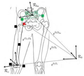 Figure  5 :  localisation  du  centre  articulaire  de  la  hanche  par  la  méthode  SCoRE