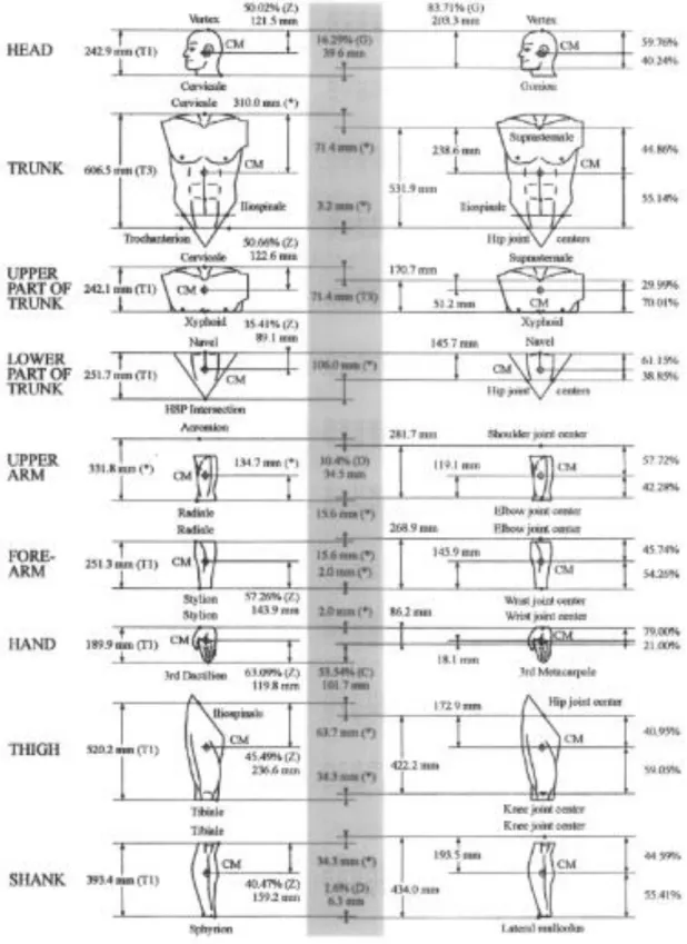 Figure 7 : représentation graphique de la position des centres de masse segmentaires selon la table  anthopométrique de De Leva