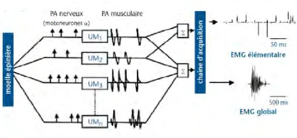 Figure  12 :  correspondance  physiologique  du  signal  électromyographique.  Les  motonoeurones  alpha  issus  de  la  moëlle  épinière  créent  des  potentiels  d’action  « nerveux »,  qui  en  retour  créent  des  potentiels d’action « musculaires » au