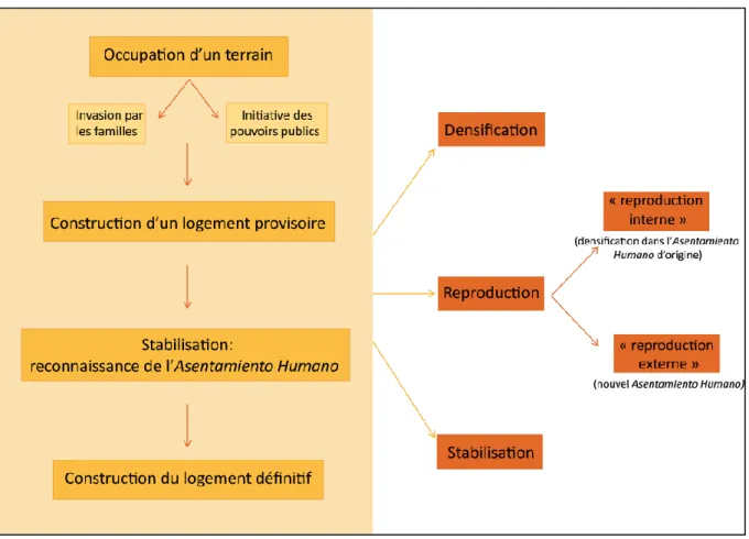 Figure 3 : Les étapes de développement et d’évolution des Asentamientos Humanos 