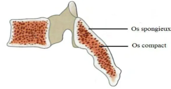Figure 17: Composition d'un os irrégulier : la  vertèbre. Waugh et Grant, 2007.
