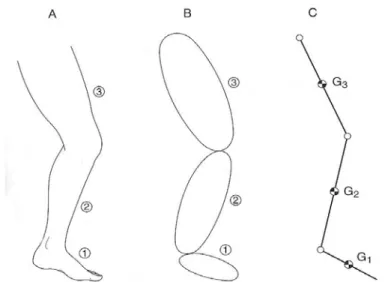 Figure  19:   Représentations   morphologiques   simplifiées   du membre inférieur. Adaptée de Bouisset, 2002.