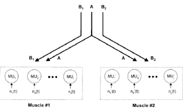 Figure  11 :  diagramme  schématisé  montrant  le  « common  drive »  (A)  reçu  par  les  motoneurones  de  deux 