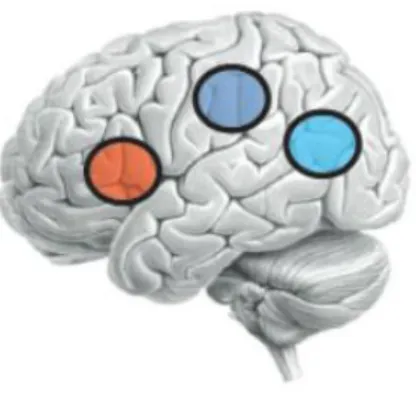 Figure  6:  Localisation  des  trois  principales  régions  composant  l’action  observation  network  (AON) :  le  gyrus frontal inférieur (IFG en rouge), le lobule pariétal inférieur (IPL en bleu foncé) et le sulcus temporal  supérieur (STS en bleu clair