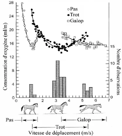 Figure 13 : Consommation d’oxygène dans les trois allures chez le cheval (pas, trot 