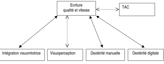 Figure 8 : Relations hypothétiques entre l’écriture et les fonctions perceptivomotrices 