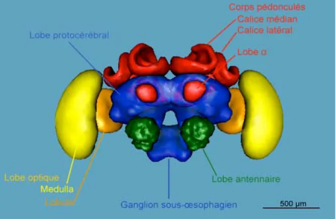 Figure 3 : reconstitution en trois dimensions du cerveau de l’abeille vu de face  (image réalisée par 