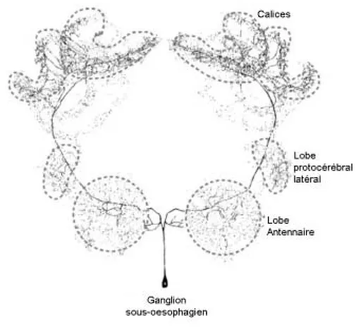 Figure 4 : l’arborisation du neurone VUMmx1 dans le cerveau.