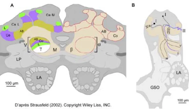 Figure 6 : anatomie des corps pédonculés (A coupe frontale, B coupe latérale). L :  lèvre du calice et 