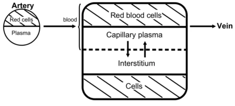 Figure 1.2 – Modèle pharmacocinétique utilisé pour l’agent de contraste surer l’impact de nouveaux traitements contre le cancer (dits anti-angiogénèse) qui limitent le développement des tumeurs en réduisant le développement de vaisseaux sanguins