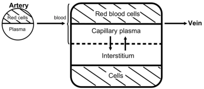 Figure 3.1 – Two-compartment physiological pharmacokinetic model used to describe the distribution of the contrast agent