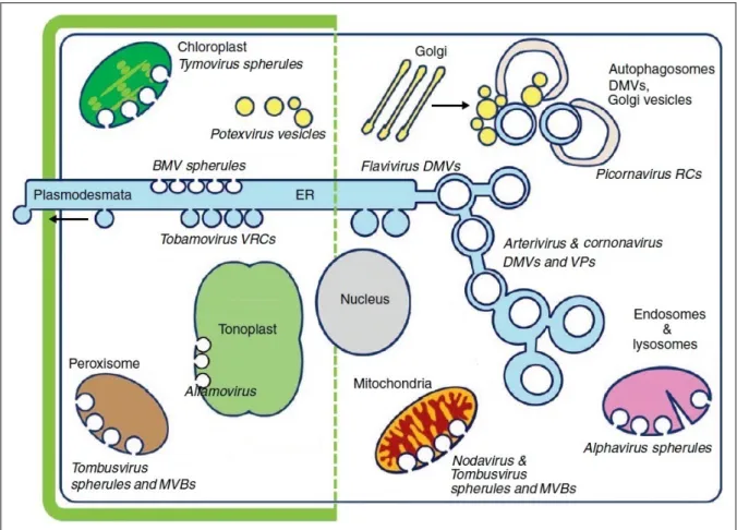 Figure I 2 – Représentations des membranes ciblées par les virus animaux et végétaux.  Ce schéma montre les localisations des complexes de réplication viraux (VRCs) identifiés pour plusieurs virus à  ARN(+)