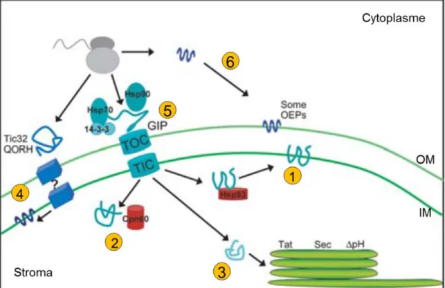 Figure I 19 – Les différentes voies d’adressage des protéines au chloroplaste. 
