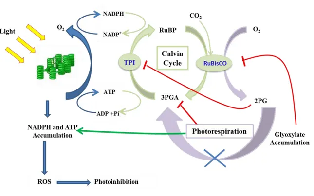 Figure  5.  The  hypothetical  impact  of  an  interrupted  photorespiratory  cycle  on  photosynthesis