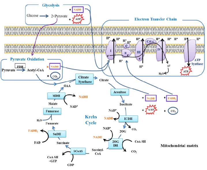 Figure 6. The Krebs cycle and the respiratory Electron Transfer Chain in mitochondria
