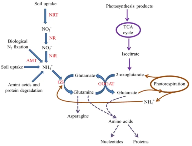 Figure 8. Ammonium assimilation and the interaction with photorespiratory and Krebs  cycles  in  plants
