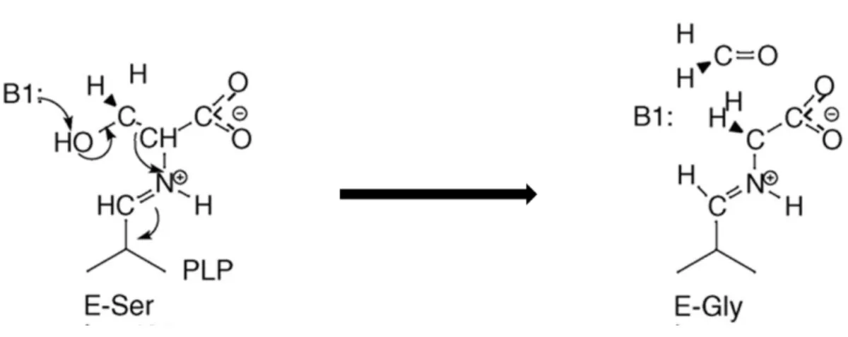 Figure  11.  Proposed  mechanisms  for  THF-independent  aldolase  reaction.  Only  partial 