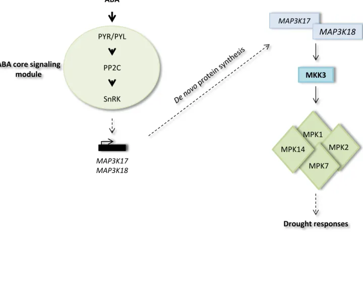 Figure  1.12:  Identification  of  a  complete  MKK3-dependent  module  activated  by  ABA  (Danquah et al., 2015) 