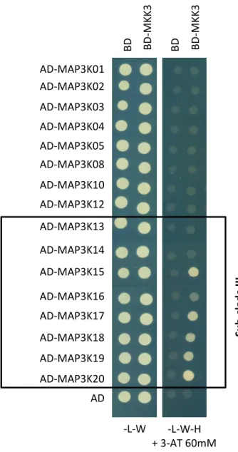 Figure 2.1: MKK3 and sub-clade III MAP3Ks interact in yeast 